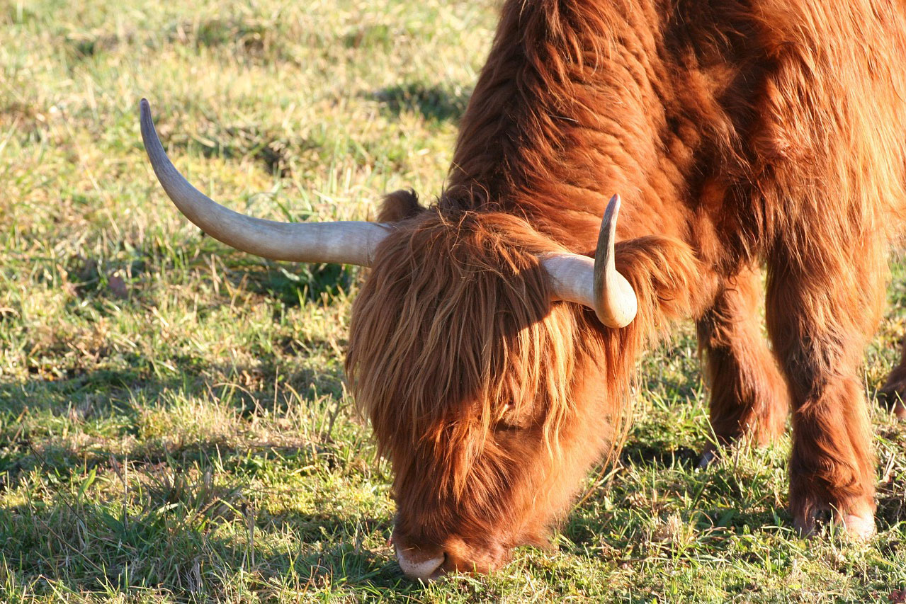 highland